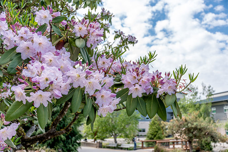 Rhododendrons bloom - a sign of spring on GRC campus