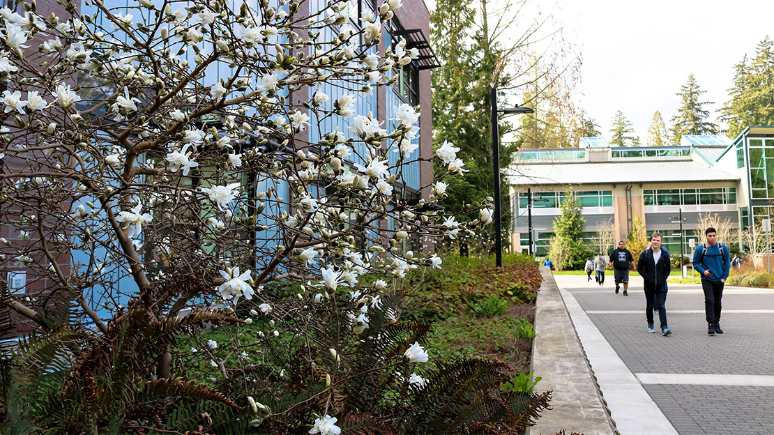 Photo of students walking into Salish Hall with Cherry Blossoms