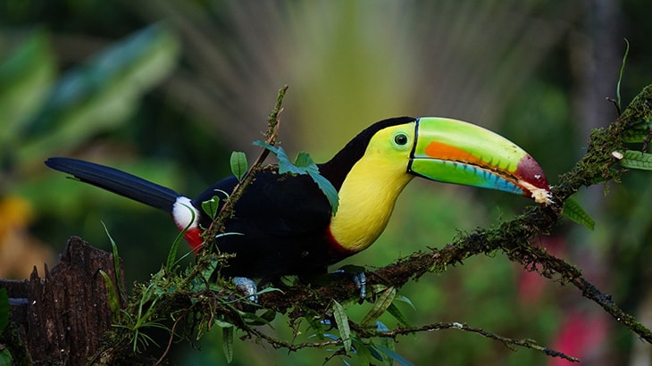 photo of a toucan standing on a branch