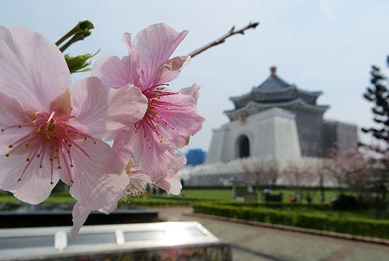 photo of a flower and building in Taiwan