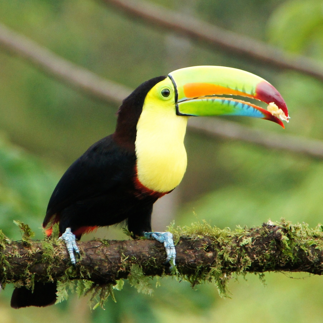 photo of a toucan standing on a branch
